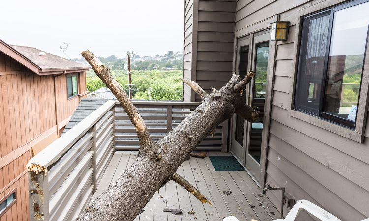 tree fallen on home photo